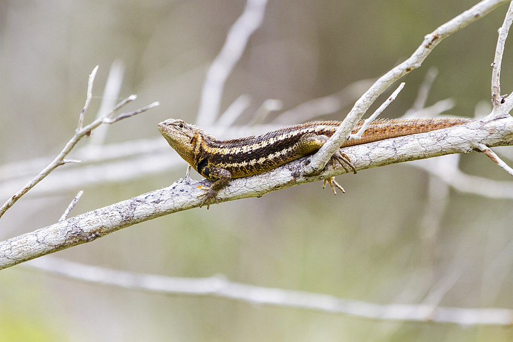 Lava lizard (Microlophus spp) in the Galapagos Island Archipelago, Ecuador.