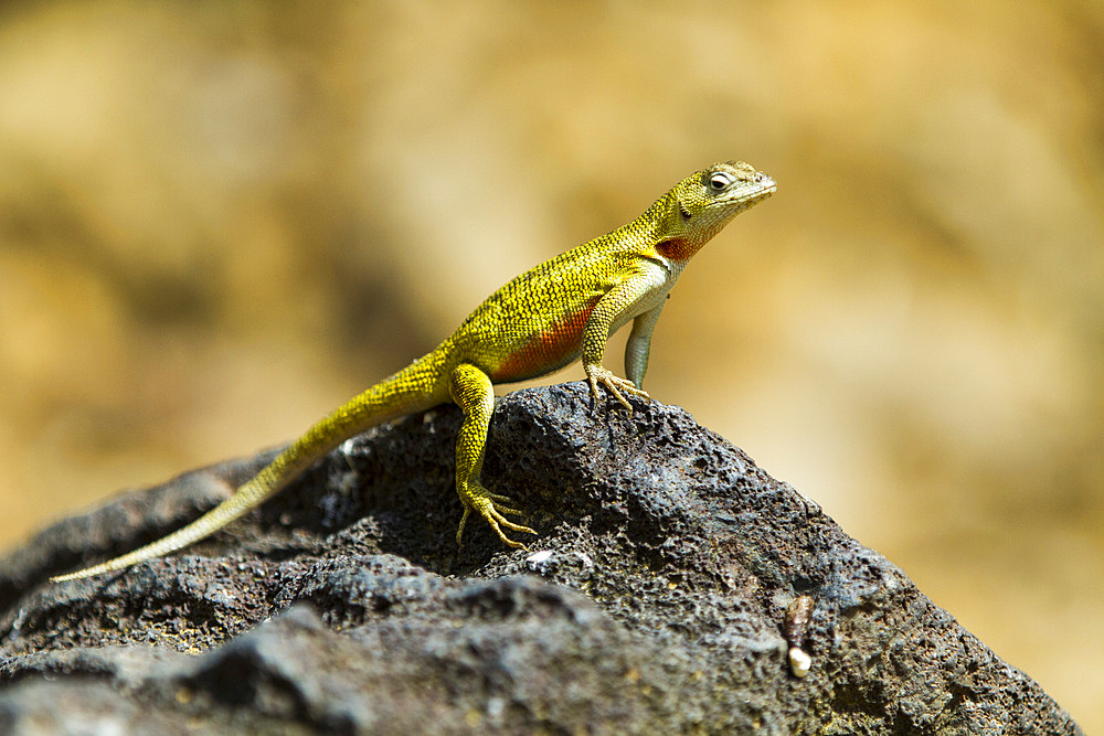 Lava lizard (Microlophus spp) in the Galapagos Islands Archipelago, UNESCO World Heritage Site, Ecuador, South America