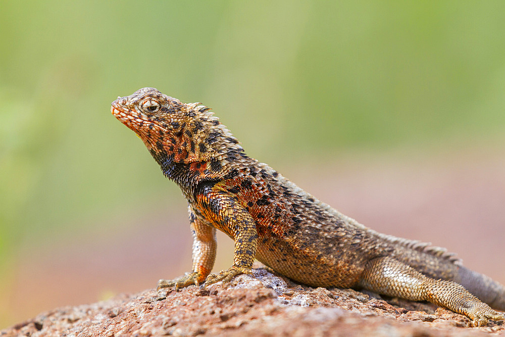 Lava lizard (Microlophus spp) in the Galapagos Island Archipelago, Ecuador.