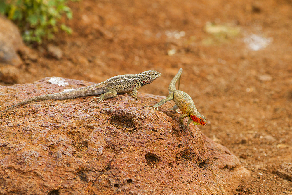 Lava lizard (Microlophus spp) courtship behavior in the Galapagos Island Archipelago, Ecuador.