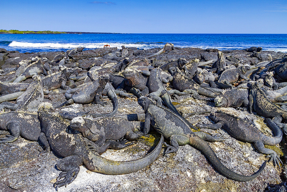 The endemic Galapagos marine iguana (Amblyrhynchus cristatus) in the Galapagos Island Archipelago, UNESCO World Heritage Site, Ecuador, South America