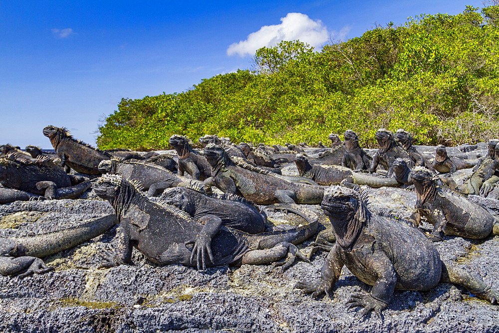 The endemic Galapagos marine iguana (Amblyrhynchus cristatus) in the Galapagos Island Archipelago, UNESCO World Heritage Site, Ecuador, South America