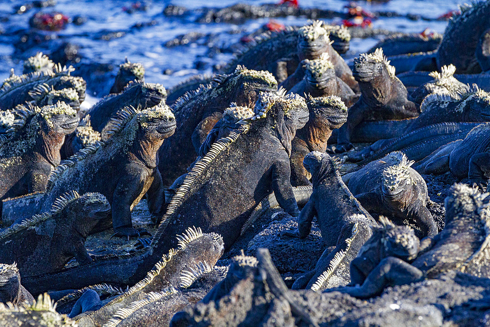 The endemic Galapagos marine iguana (Amblyrhynchus cristatus) in the Galapagos Island Archipelago, UNESCO World Heritage Site, Ecuador, South America