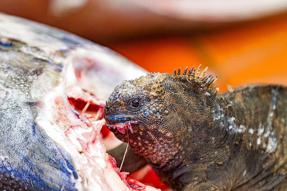 The endemic Galapagos marine iguana (Amblyrhynchus cristatus) feeding on fish at the Puerto Ayora fish market, Santa Cruz Island, Galapagos, UNESCO World Heritage Site, Ecuador, South America