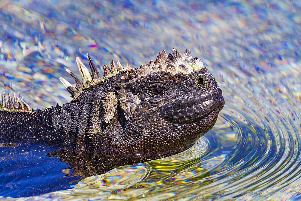 The endemic Galapagos marine iguana (Amblyrhynchus cristatus) swimming in the Galapagos Islands, UNESCO World Heritage Site, Ecuador, South America