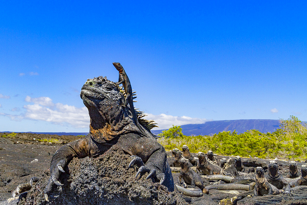 The endemic Galapagos marine iguana (Amblyrhynchus cristatus) with a lava lizard on top of its head, UNESCO World Heritage Site, Ecuador, South America