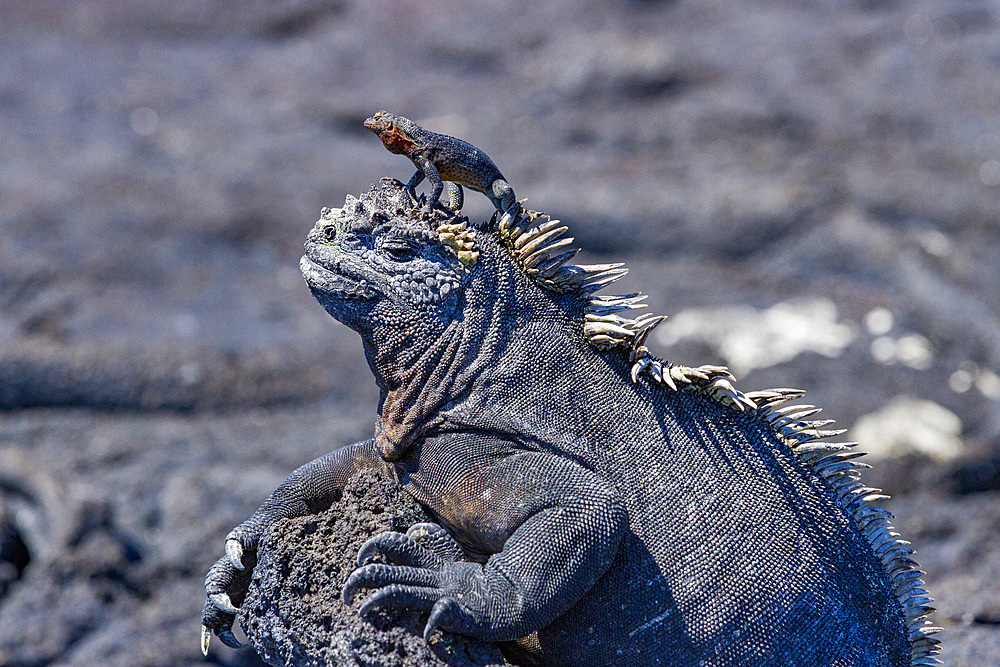 The endemic Galapagos marine iguana (Amblyrhynchus cristatus) with a lava lizard on top of its head, Galapagos, UNESCO World Heritage Site, Ecuador, South America