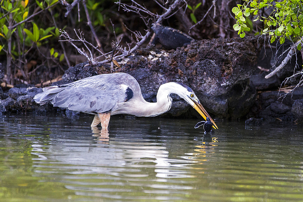 Adult great blue heron (Ardea herodias cognata) feeding on green sea turtle hatchlings, Galapagos Islands, UNESCO World Heritage Site, Ecuador, South America