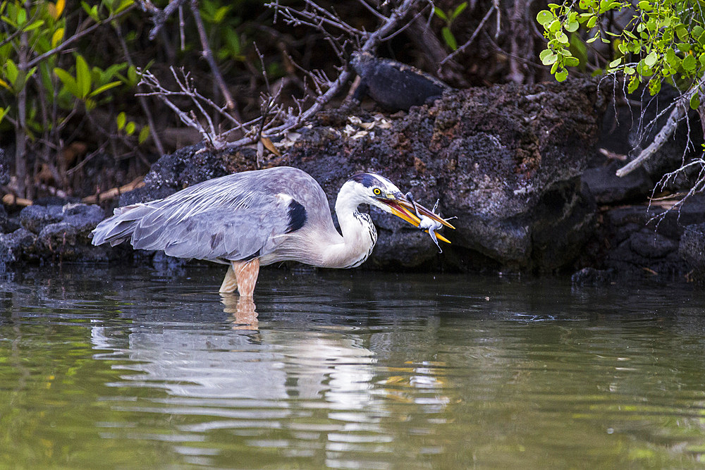 Adult great blue heron (Ardea herodias cognata) feeding on green sea turtle hatchlings, Galapagos Islands, UNESCO World Heritage Site, Ecuador, South America