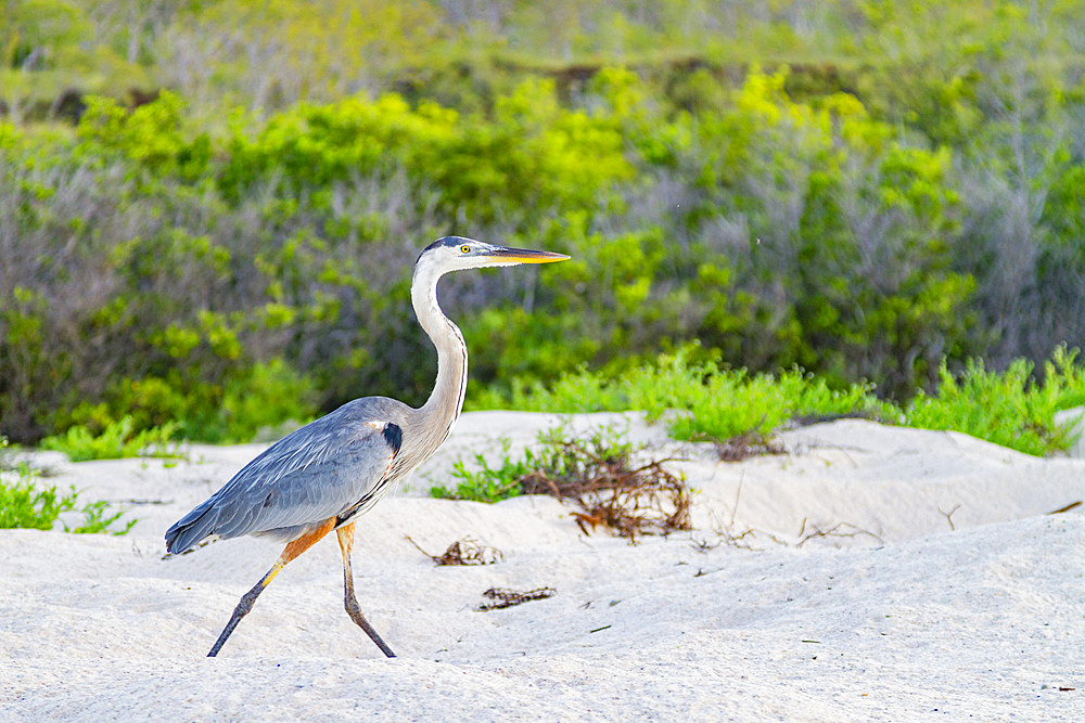 Adult great blue heron (Ardea herodias cognata) hunting for green sea turtle hatchlings in the Galapagos Islands, UNESCO World Heritage Site, Ecuador, South America