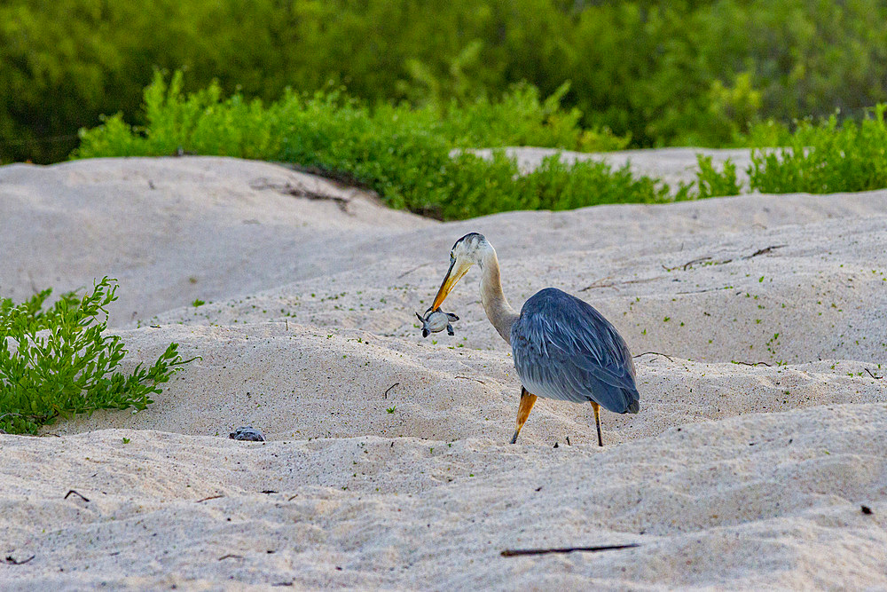 Adult great blue heron (Ardea herodias cognata) feeding on green sea turtle hatchlings, Galapagos Islands, UNESCO World Heritage Site, Ecuador, South America