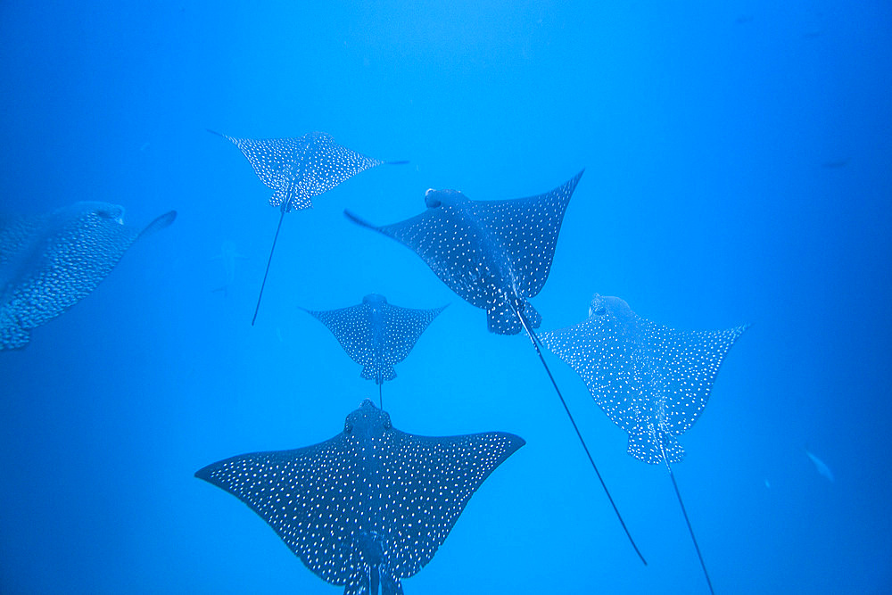 Spotted eagle rays (Aetobatus narinari) underwater at Leon Dormido Island off San Cristobal Island, Galapagos, UNESCO World Heritage Site, Ecuador, South America