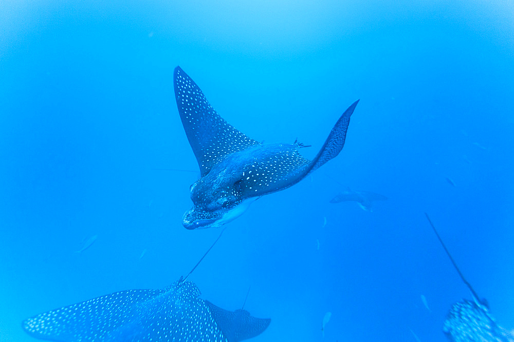 Spotted eagle rays (Aetobatus narinari) underwater at Leon Dormido Island off San Cristobal Island, Galapagos, UNESCO World Heritage Site, Ecuador, South America