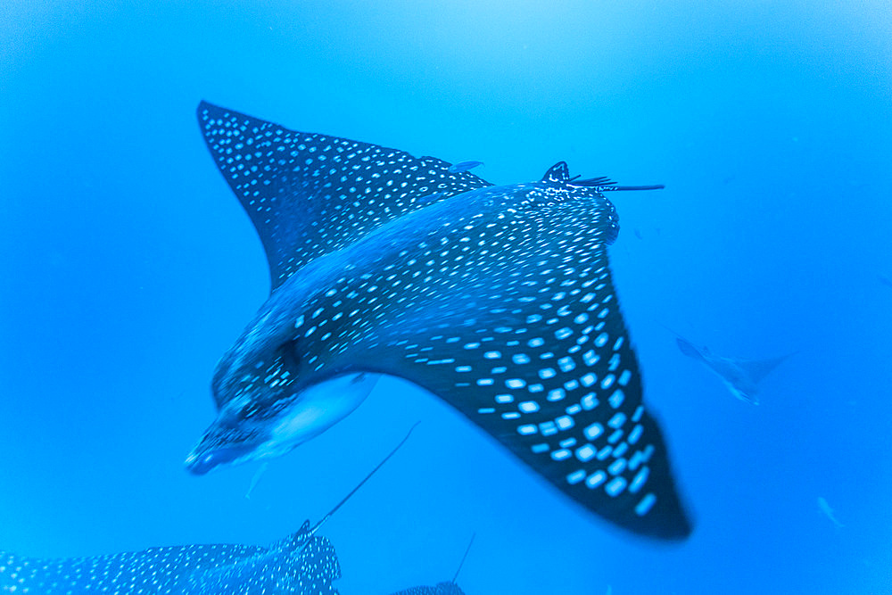 Spotted eagle rays (Aetobatus narinari) underwater at Leon Dormido Island off San Cristobal Island, Galapagos, UNESCO World Heritage Site, Ecuador, South America