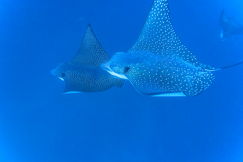 Spotted eagle rays (Aetobatus narinari) underwater at Leon Dormido Island off San Cristobal Island, Galapagos, UNESCO World Heritage Site, Ecuador, South America