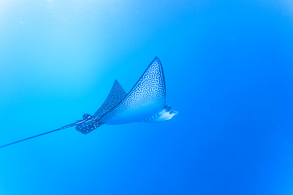 Spotted eagle ray (Aetobatus narinari) underwater at Leon Dormido Island off San Cristobal Island, Galapagos, UNESCO World Heritage Site, Ecuador, South America