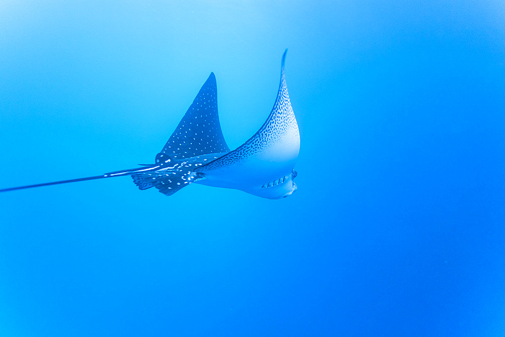 Spotted eagle ray (Aetobatus narinari) underwater at Leon Dormido Island off San Cristobal Island, Galapagos, UNESCO World Heritage Site, Ecuador, South America