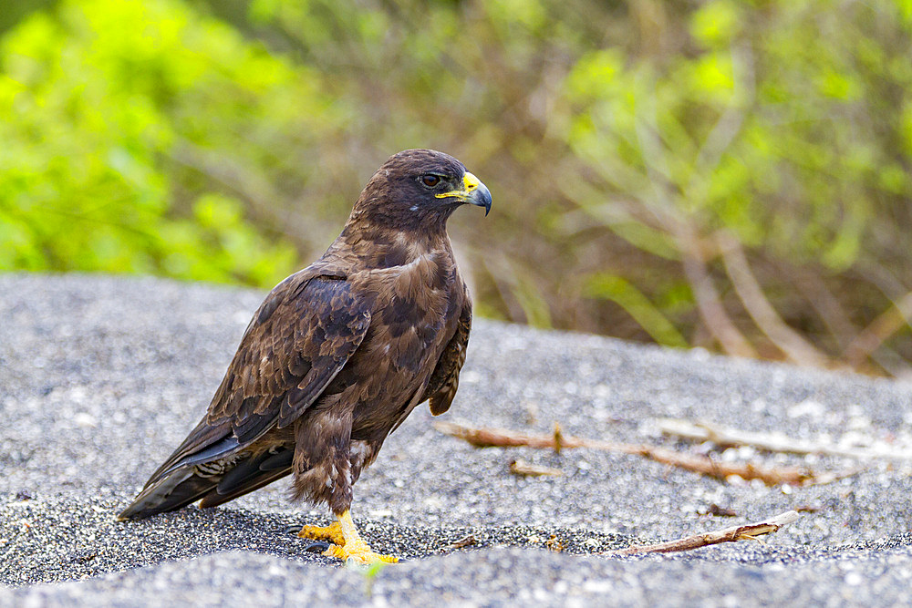 Adult Galapagos hawk (Buteo galapagoensis) in the Galapagos Island Archipelago, Ecuador.