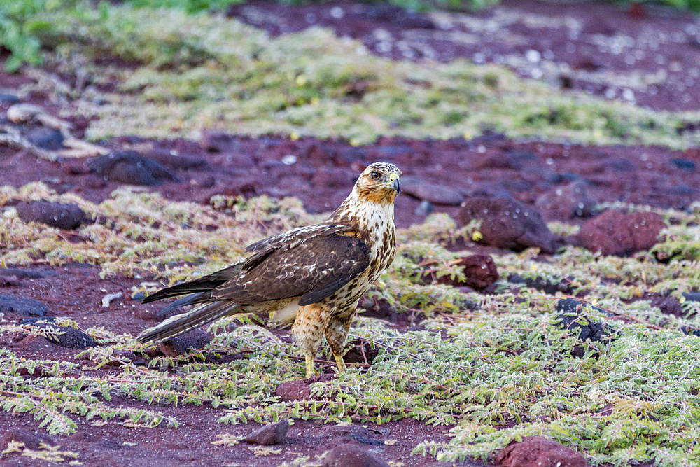 Juvenile Galapagos hawk (Buteo galapagoensis) in the Galapagos Island Archipelago, Ecuador.