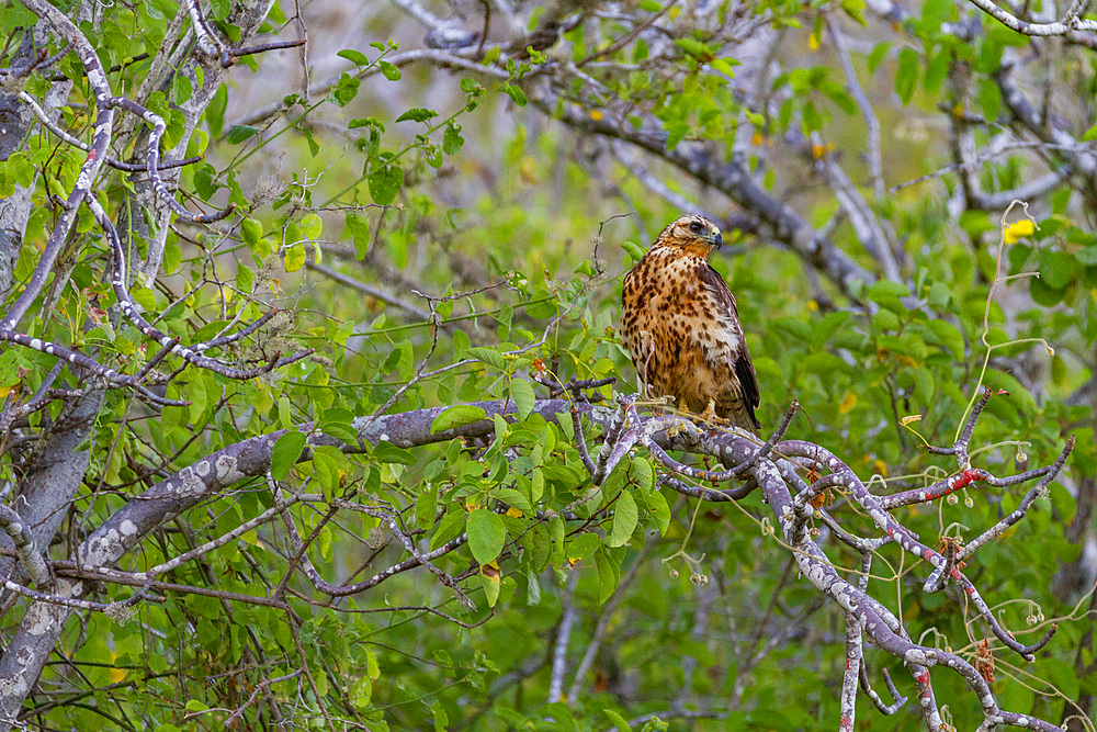 Juvenile Galapagos hawk (Buteo galapagoensis) in the Galapagos Island Archipelago, UNESCO World Heritage Site, Ecuador, South America