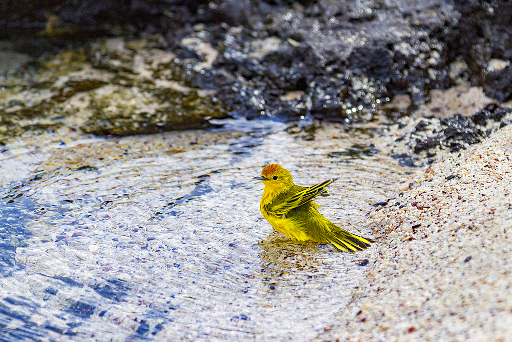 Adult yellow warbler (Dendroica petechia aureola) in the Galapagos Island Archipelago, UNESCO World Heritage Site, Ecuador, South America