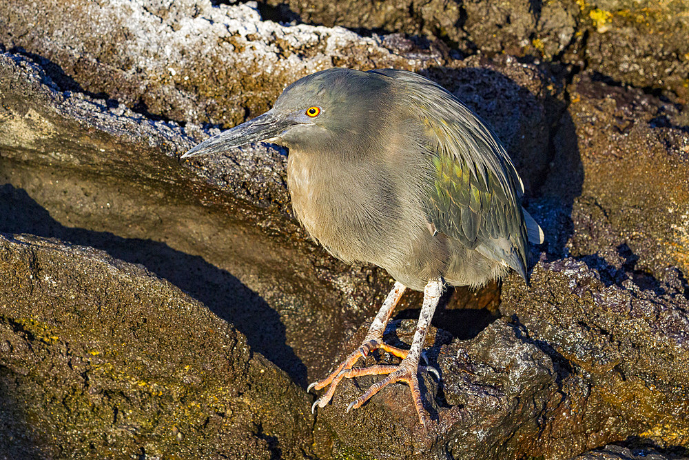 Adult striated Heron (Butorides striata) in the Galapagos Island Archipelago, UNESCO World Heritage Site, Ecuador, South America