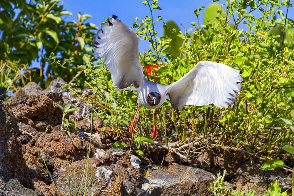 Adult Swallow-tailed gull (Creagrus furcatus) in flight in the Galapagos Island Archipelago, UNESCO World Heritage Site, Ecuador, South America