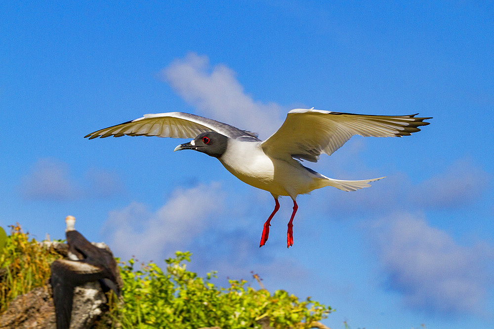 Adult Swallow-tailed gull (Creagrus furcatus) in flight in the Galapagos Island Archipelago, UNESCO World Heritage Site, Ecuador, South America