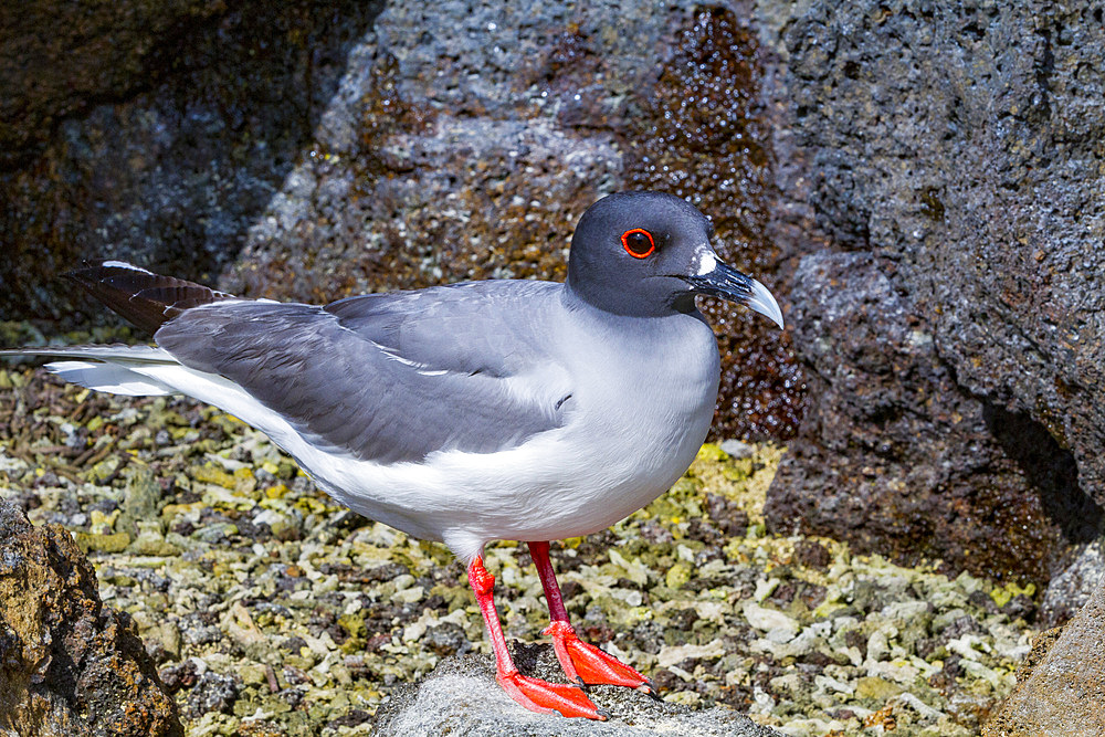 Adult Swallow-tailed gull (Creagrus furcatus) in the Galapagos Island Archipelago, UNESCO World Heritage Site, Ecuador, South America