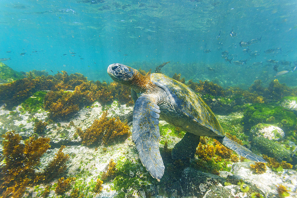 Adult green sea turtle (Chelonia mydas agassizii) underwater in the Galapagos Island Archipelago, Ecuador.