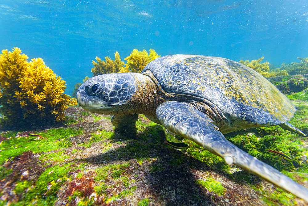 Adult green sea turtle (Chelonia mydas agassizii) underwater in the Galapagos Island Archipelago, UNESCO World Heritage Site, Ecuador, South America