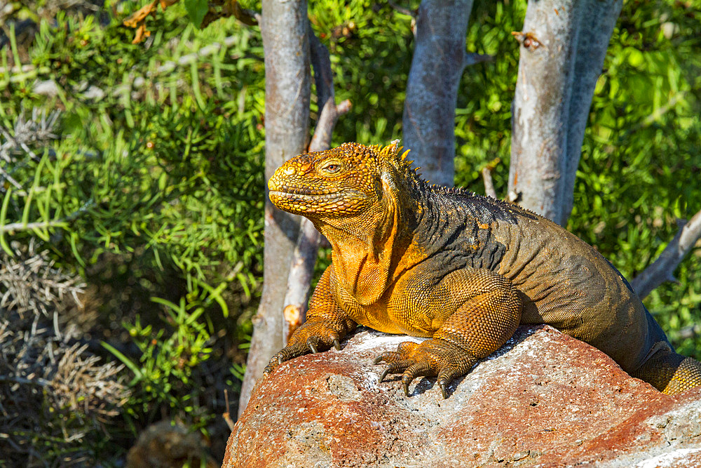 The very colorful Galapagos land iguana (Conolophus subcristatus) in the Galapagos Island Archipelago, UNESCO World Heritage Site, Ecuador, South America