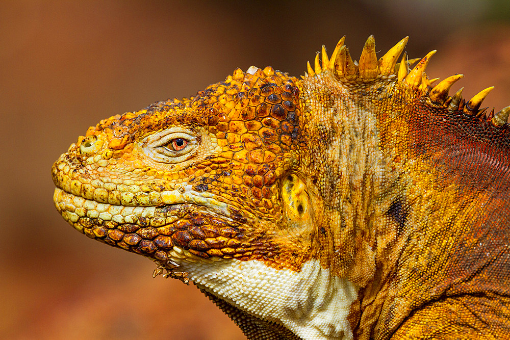 The very colorful Galapagos land iguana (Conolophus subcristatus) in the Galapagos Island Archipelago, Ecuador.