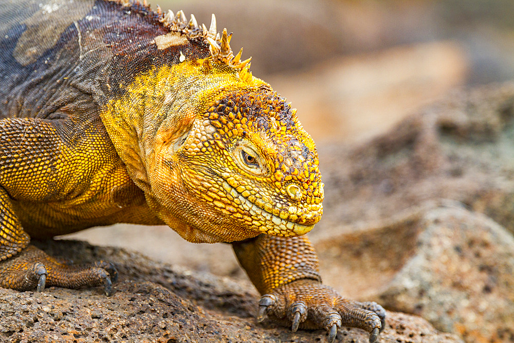 The very colorful Galapagos land iguana (Conolophus subcristatus) in the Galapagos Island Archipelago, Ecuador.