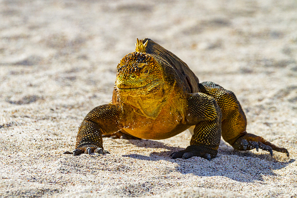 The very colorful Galapagos land iguana (Conolophus subcristatus) in the Galapagos Island Archipelago, Ecuador.