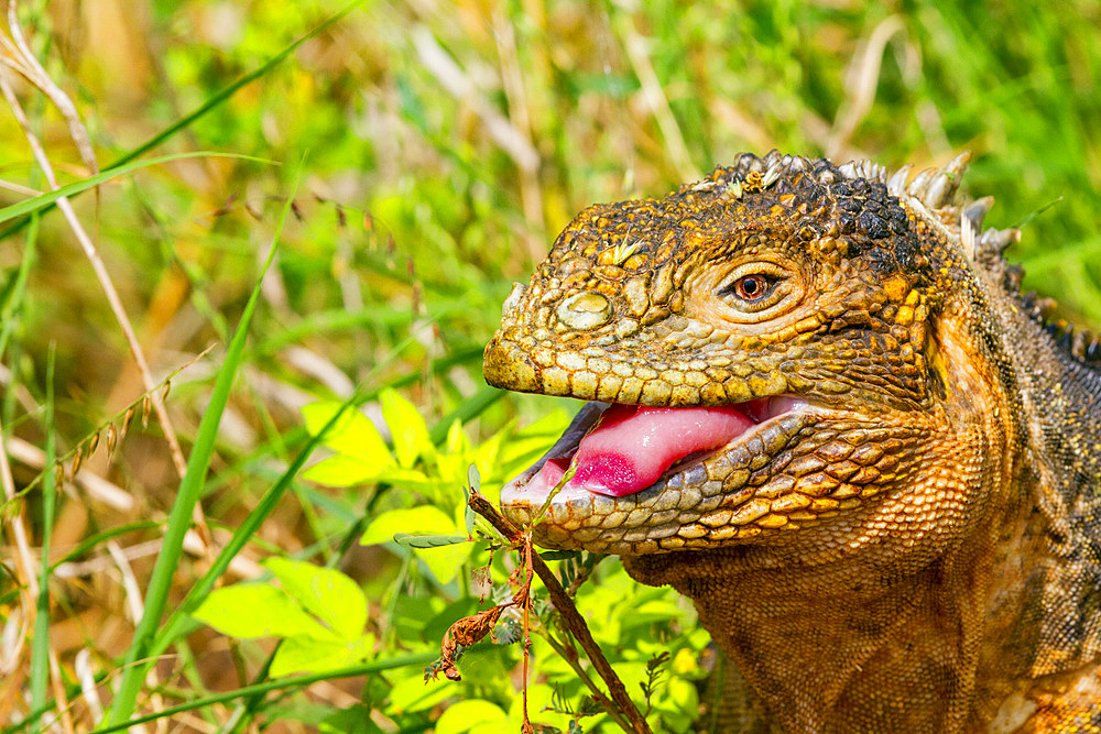 The very colorful Galapagos land iguana (Conolophus subcristatus) in the Galapagos Island Archipelago, UNESCO World Heritage Site, Ecuador, South America