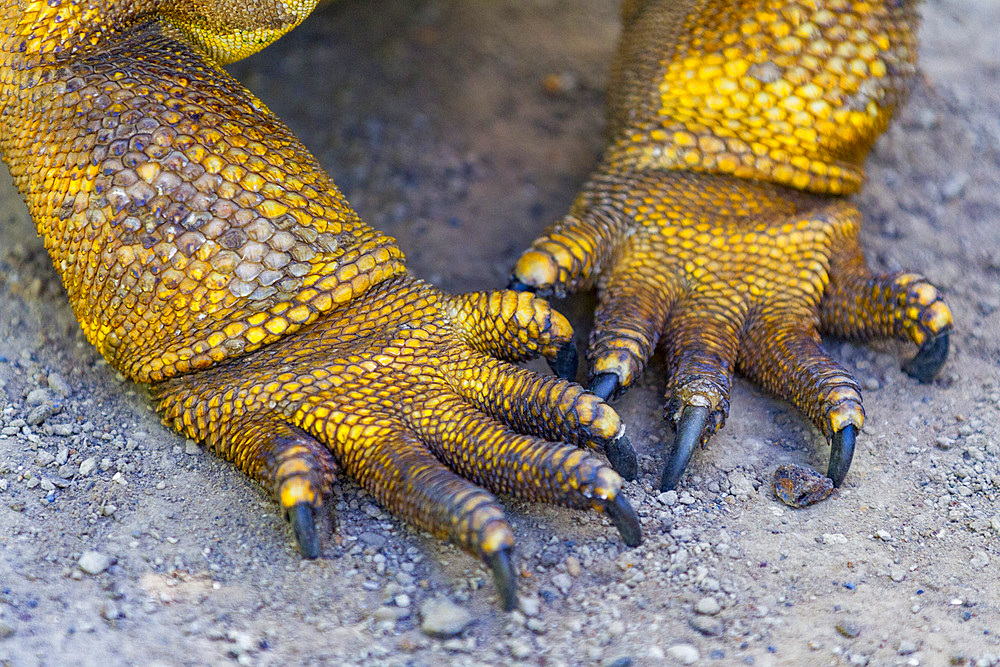 The very colorful Galapagos land iguana (Conolophus subcristatus) in the Galapagos Island Archipelago, UNESCO World Heritage Site, Ecuador, South America