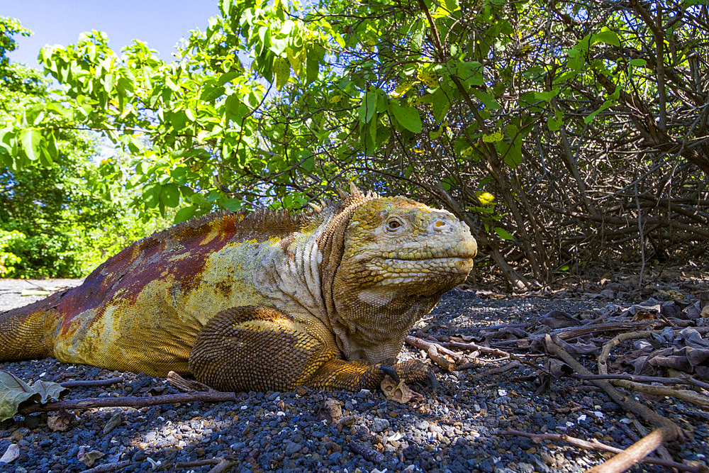 The very colorful Galapagos land iguana (Conolophus subcristatus) in the Galapagos Island Archipelago, UNESCO World Heritage Site, Ecuador, South America