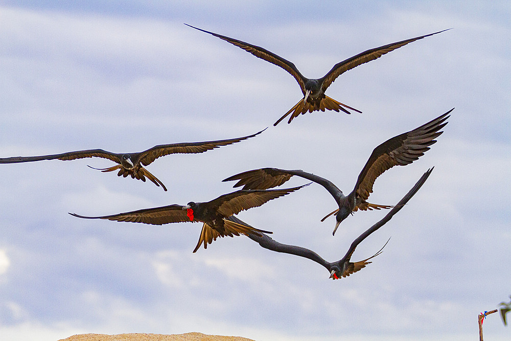 Great frigatebird (Fregata minor) feeding on erupting green sea turtle (Chelonia mydas) hatchlings in the Galapagos, UNESCO World Heritage Site, Ecuador, South America