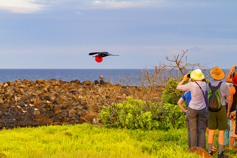 Male Great frigatebird (Fregata minor) in breeding plumage with red gular pouch, on North Seymour Island, Galapagos Islands, UNESCO World Heritage Site, Ecaudor, South America