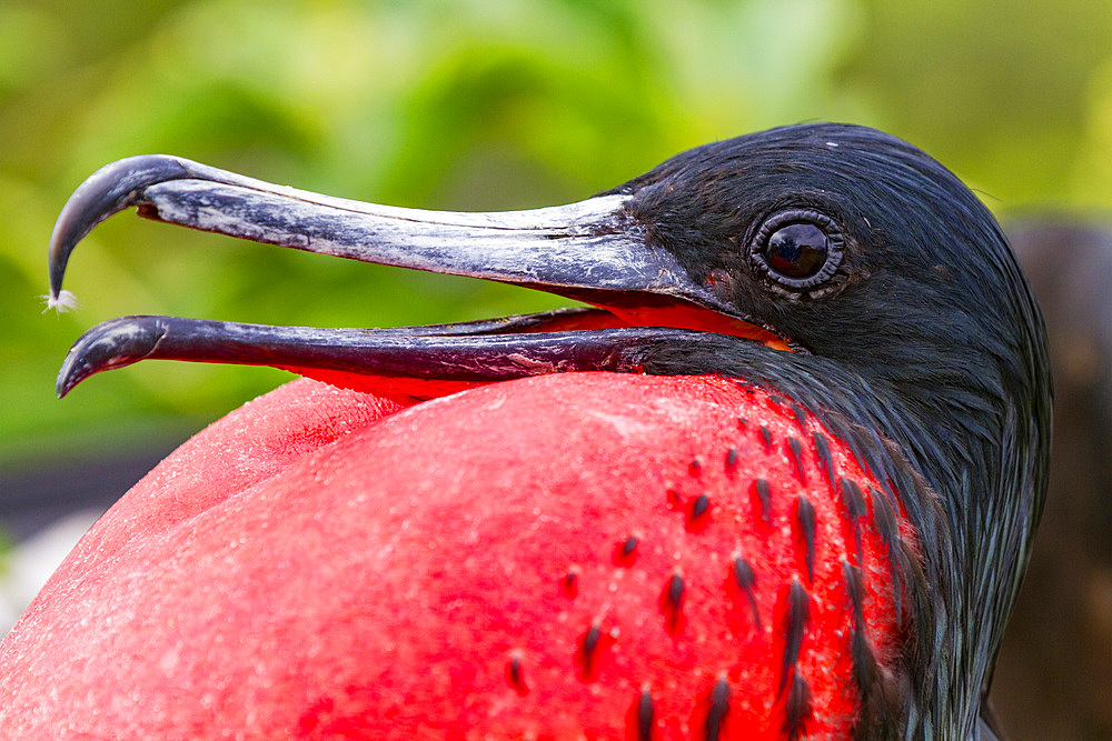 Male Great frigatebird (Fregata minor) in breeding plumage with red gular pouch, on North Seymour Island, Galapagos Islands, UNESCO World Heritage Site, Ecaudor, South America