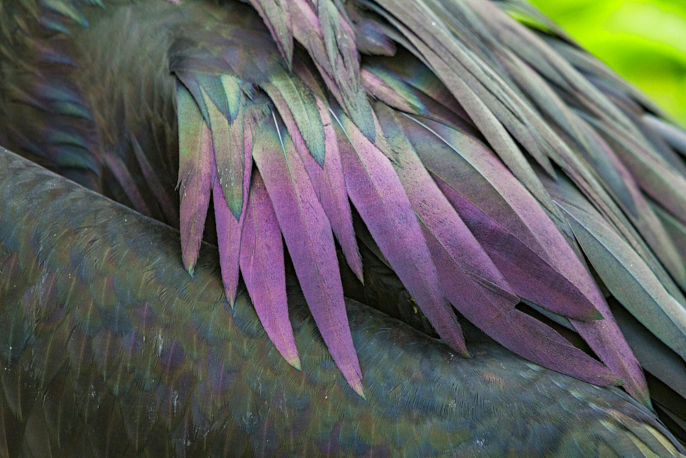 Male Great frigatebird (Fregata minor) in breeding plumage with greenish metalic sheen to feathers) North Seymour Island, Galapagos Islands, UNESCO World Heritage Site, Ecuador, South America