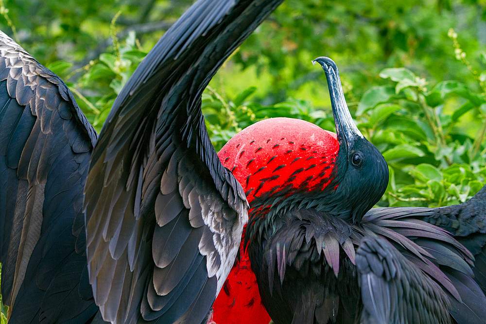 Male Great frigatebird (Fregata minor) in breeding plumage with red gular pouch, on North Seymour Island, Galapagos Islands, UNESCO World Heritage Site, Ecaudor, South America