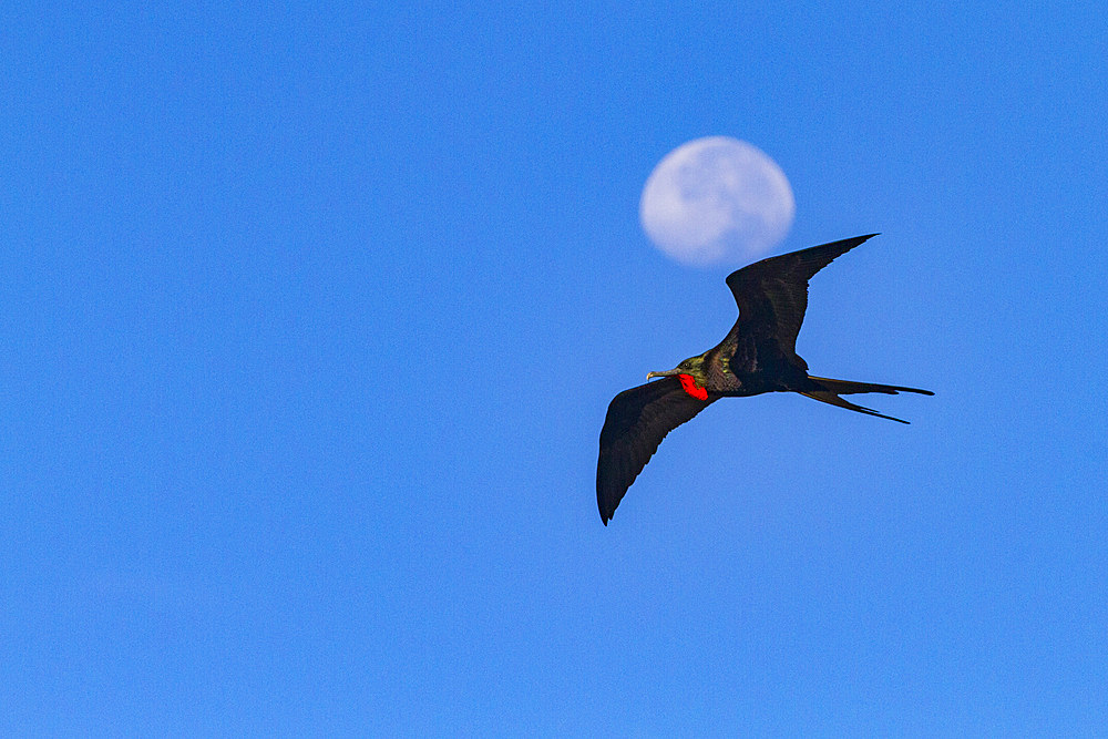 Male Great frigatebird (Fregata minor) in flight against the nearly full moon on Genovesa (Tower) Island, Galapagos Islands, UNESCO World Heritage Site, Ecuador, South America