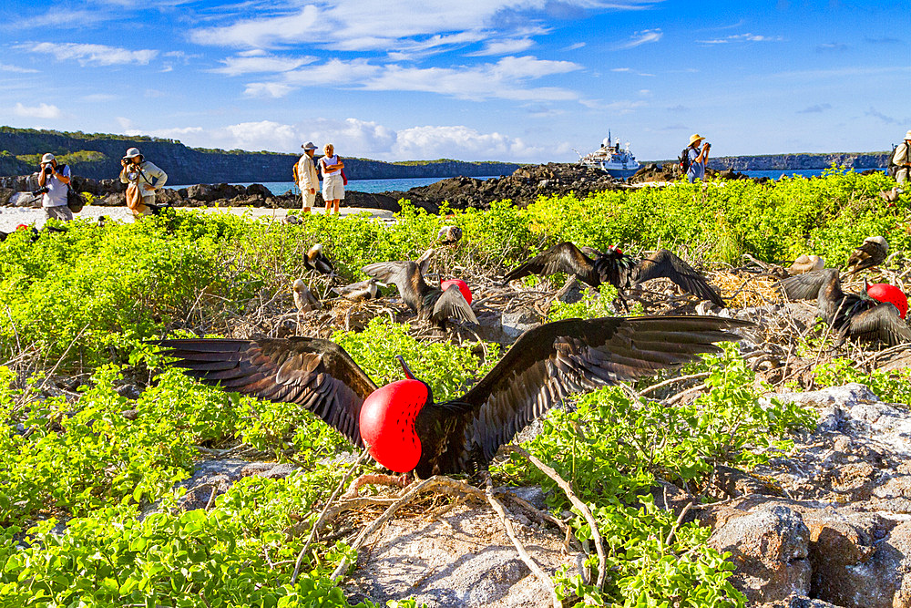 Male Great frigatebird (Fregata minor) in breeding plumage with red gular pouch, on Genovesa (Tower) Island, Galapagos Islands, UNESCO World Heritage Site, Ecuador, South America