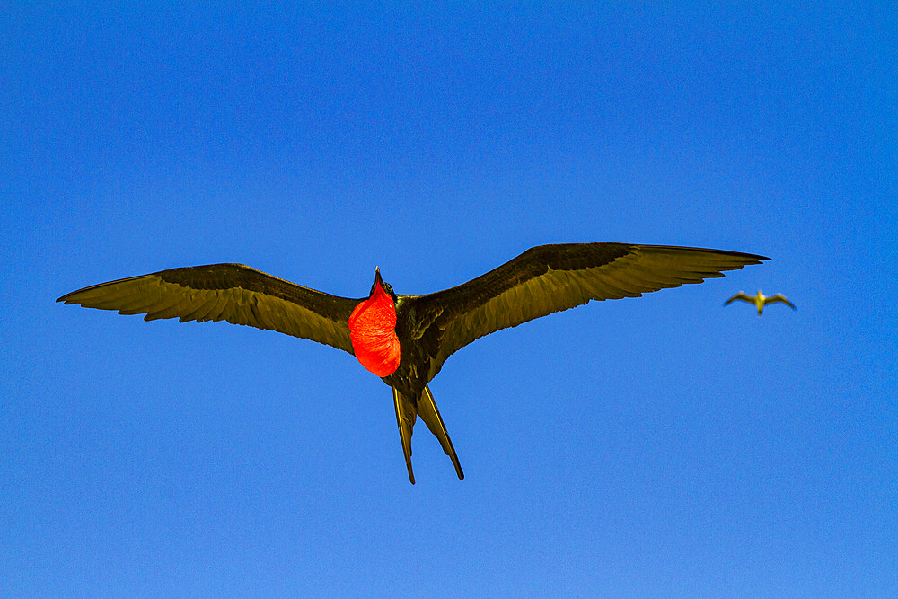 Male Great frigatebird (Fregata minor) in breeding plumage (note the red gular pouch) on Genovesa (Tower) Island, Ecuador.