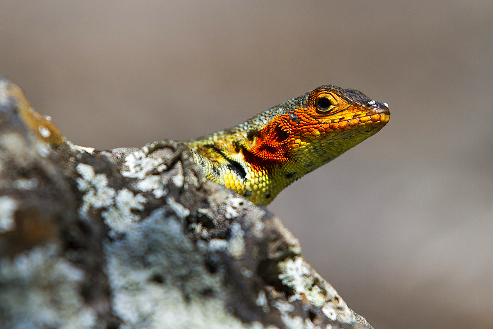 Lava lizard (Microlophus spp) in the Galapagos Island Archipelago, Ecuador.