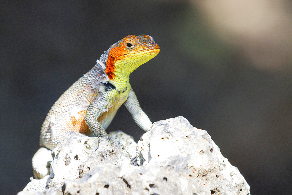 Lava lizard (Microlophus spp) in the Galapagos Island Archipelago, Ecuador.