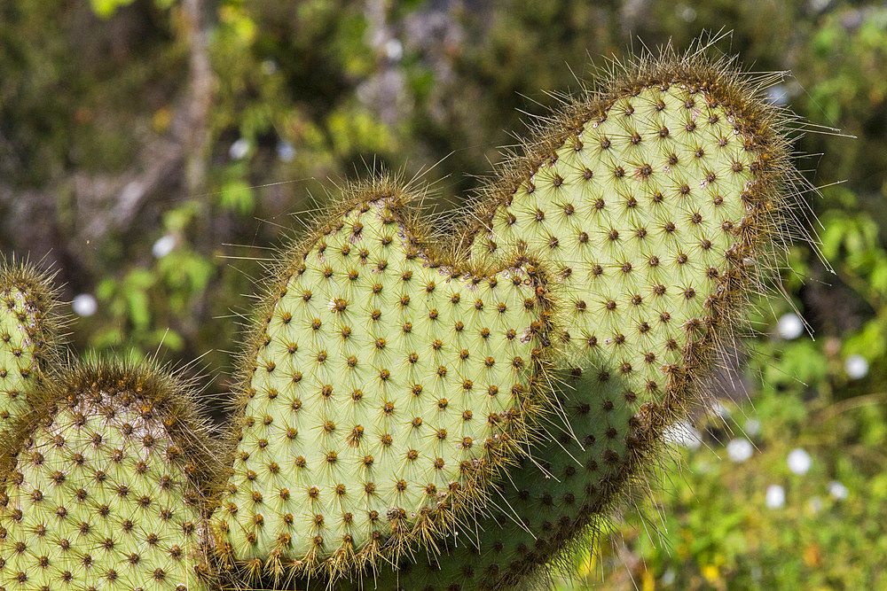 The endemic Opuntia cactus (Opuntia echios) cactus growing in the Galapagos Island Archipelago, UNESCO World Heritage Site, Ecuador, South America