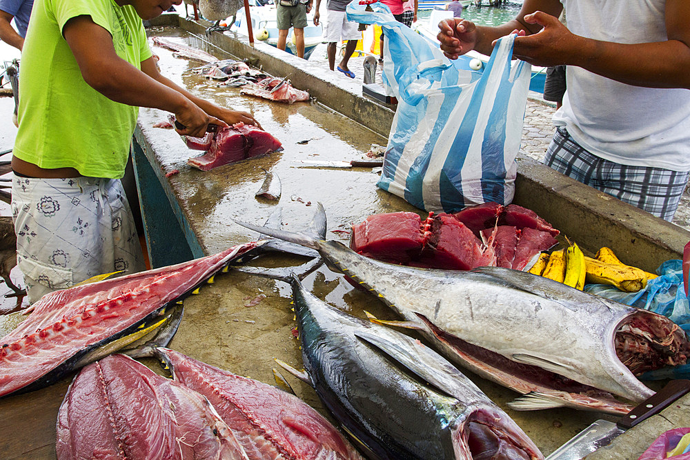 Scene of the fish market in the port town of Puerto Ayora, Santa Cruz Island, Galapagos Islands, UNESCO World Heritage Site, Ecuador, South America